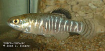 Image of Anatolichthys villwocki (Villwock\