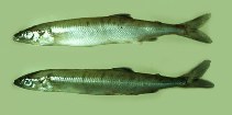 Image of Aplochiton zebra 