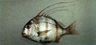 Image of Argyrops bleekeri (Taiwan tai)