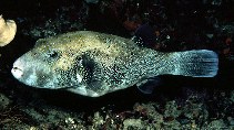 Image of Arothron caeruleopunctatus (Blue-spotted puffer)