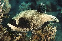 tn_Ardia_u0.jpg
