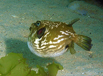 Image of Arothron inconditus (Bellystriped blaasop)