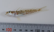Image of Neodraco loennbergi 