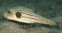 Image of Arothron manilensis (Narrowlined puffer)