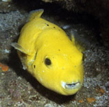 Image of Arothron meleagris (Guineafowl puffer)