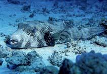 Image of Arothron multilineatus (Many-lined pufferfish)