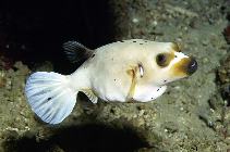 Image of Arothron nigropunctatus (Blackspotted puffer)