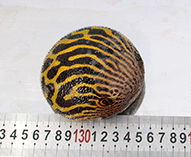 tn_Arste_j5.jpg