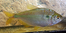 Image of Astyanax abramis 