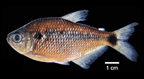 Image of Astyanax embera 
