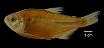 Image of Astyanax gandhiae 