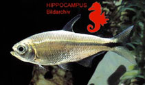 Image of Astyanax kennedyi 