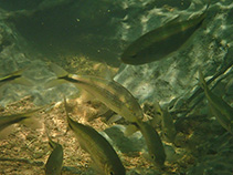Image of Astyanax lineatus (Lateral striped tetra)