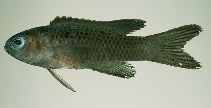 tn_Asran_u1.jpg