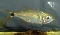 Image of Astyanax ruberrimus 
