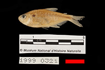 Image of Astyanax villwocki 