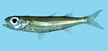 tn_Atlin_u0.jpg