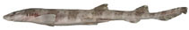 Image of Atelomycterus marnkalha (Eastern banded catshark)