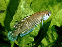 Image of Matilebias alexandri 