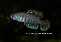 Image of Matilebias alexandri 