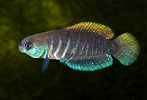 Image of Gymnolebias gymnoventris 
