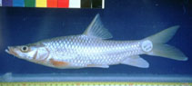 Image of Labeobarbus acutirostris 