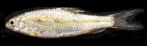 Image of Carasobarbus fritschii 