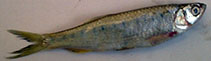 Image of Barilius modestus 
