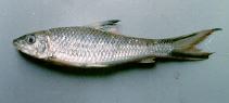 Image of Barbichthys laevis (Sucker barb)