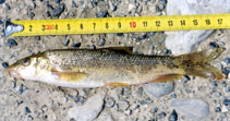 Image of Barbus peloponnesius 
