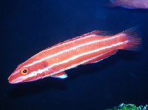 tn_Boneo_u0.jpg