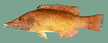 Image of Bodianus prognathus 