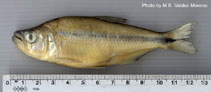 Image of Astyanax baileyi 