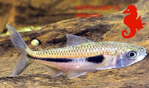 Image of Bryconaethiops boulengeri 