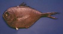 Image of Brama caribbea (Caribbean pomfret)