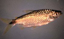 Image of Brachyalestes imberi (Spot-tail)