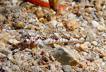 Image of Buenia affinis (De Buen\
