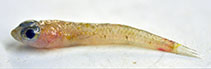 Image of Buenia lombartei (Lombarte\