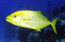 Image of Flavocaranx bajad (Orangespotted trevally)