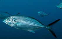 Image of Caranx crysos (Blue runner)