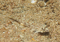 tn_Caenn_m0.jpg