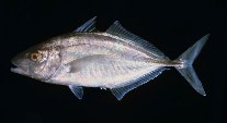 Image of Kaiwarinus equula (Whitefin trevally)