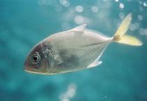 Image of Caranx latus (Horse-eye jack)