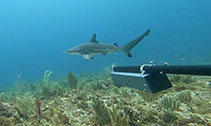 Image of Carcharhinus limbatus (Blacktip shark)