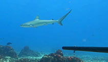 Image of Carcharhinus obscurus (Dusky shark)