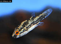 Image of Carinotetraodon salivator 