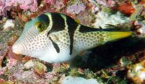 Image of Canthigaster valentini (Valentin\