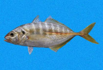 Image of Caranx vinctus (Cocinero)