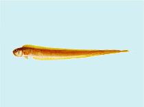 Image of Cepola schlegelii 
