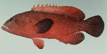 tn_Ceuro_u7.jpg